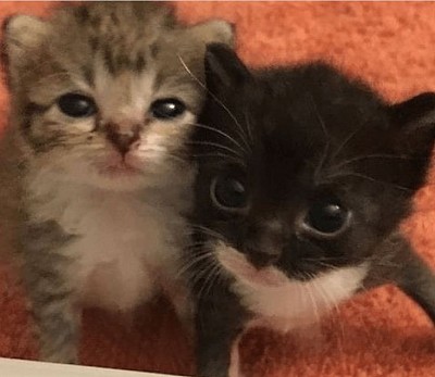 bebes