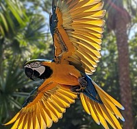 avesita