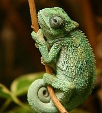 camaleonsito