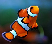 nemo