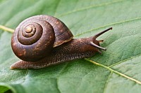 caracolito